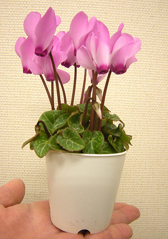 a0001354_19144562.jpg