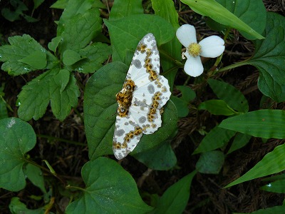d0019074_10243318.jpg