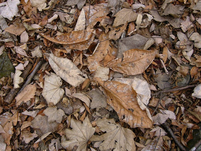b0050305_1856632.jpg