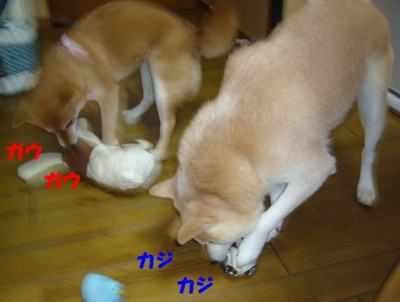 e0131506_2340378.jpg