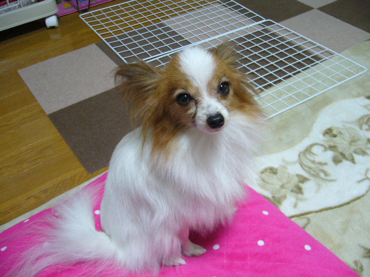 f0135021_1744793.jpg