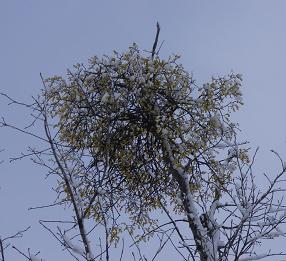 f0118332_21451060.jpg