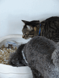 c0136736_22354435.gif