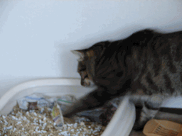 c0136736_22393311.gif