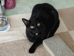 c0136736_22424071.gif