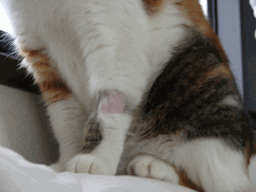c0136736_22475986.gif