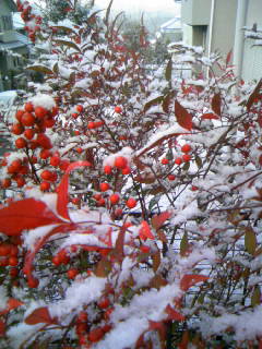 f0061067_7461886.jpg