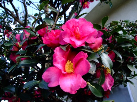 c0078480_2146459.jpg