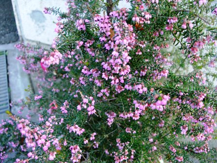 c0078480_2154289.jpg