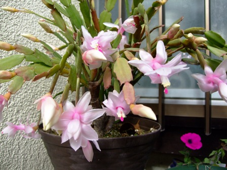 c0078480_224591.jpg