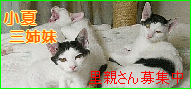 b0024945_1261821.gif
