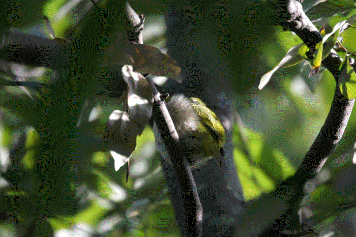 d0148060_17101764.gif
