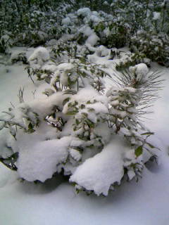 f0061067_17132720.jpg