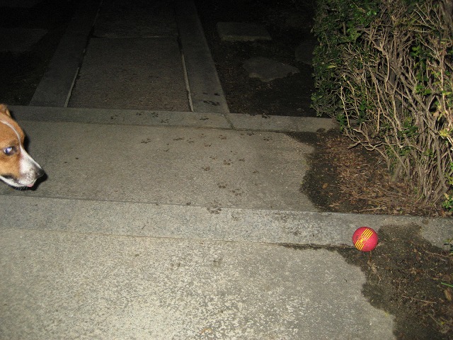 e0106372_1112041.jpg