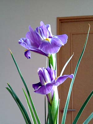 f0092382_3185630.jpg