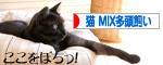 にほんブログ村 猫ブログ 猫MIX多頭飼い へ