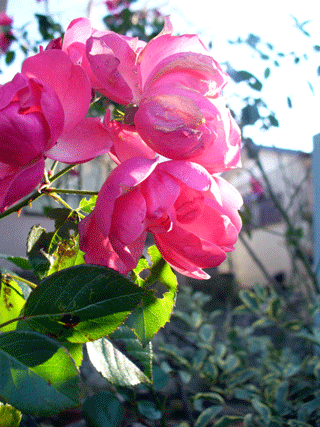 d0140329_9575226.gif