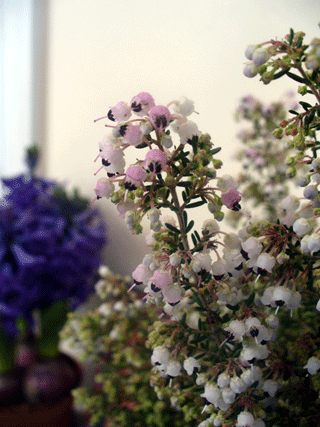 d0140329_958358.gif