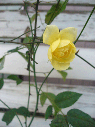 d0140329_958484.gif