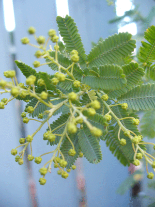 d0140329_958989.gif