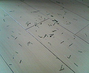 b0079436_849222.jpg