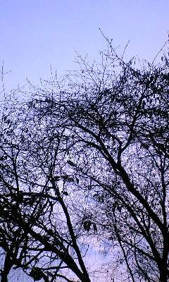 b0014350_141110.jpg