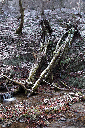 e0113053_1714567.jpg