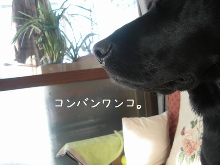 b0000885_1744870.jpg
