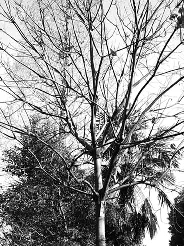 f0053506_933998.jpg