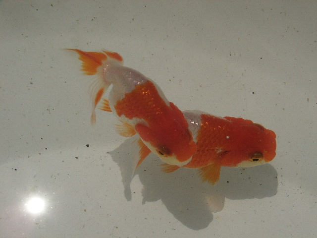 c0162817_10452388.jpg