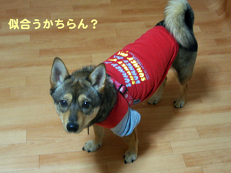 c0086746_53263.jpg