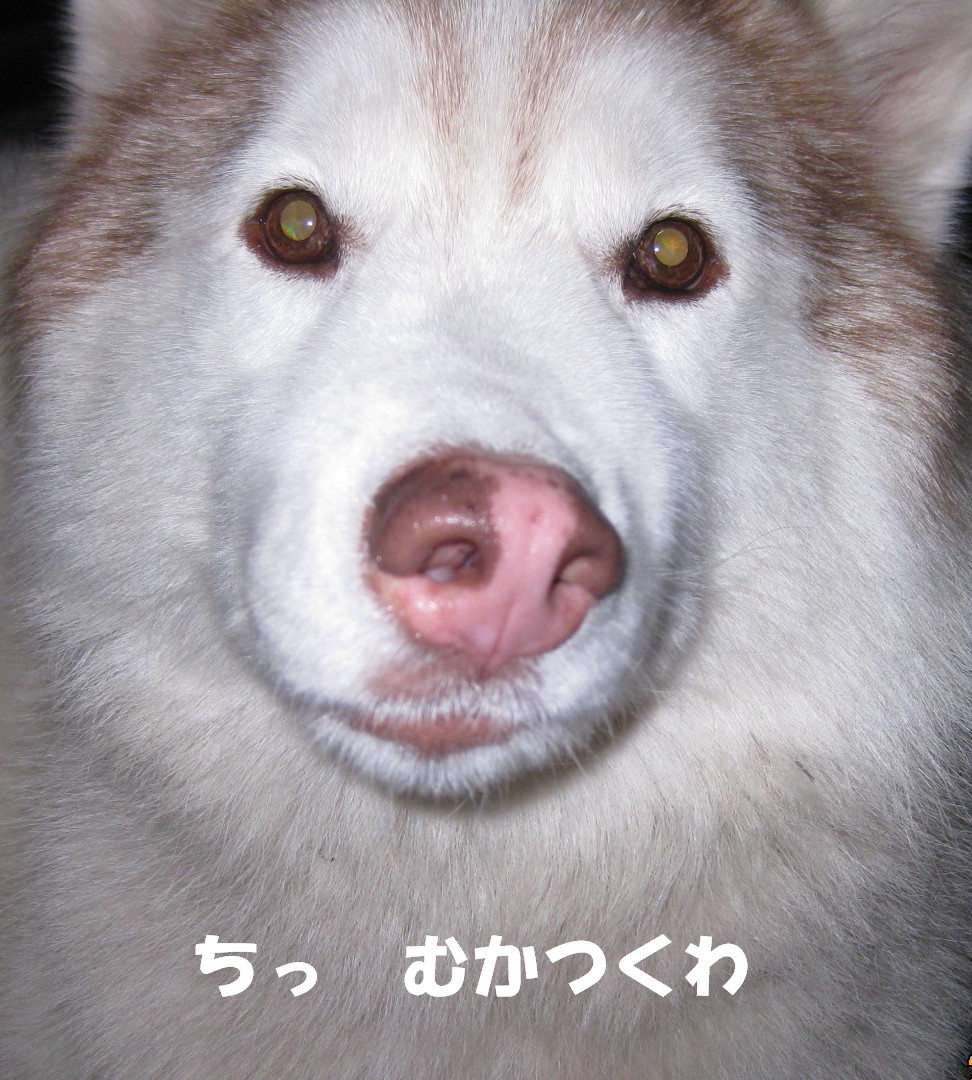 e0121548_2236777.jpg