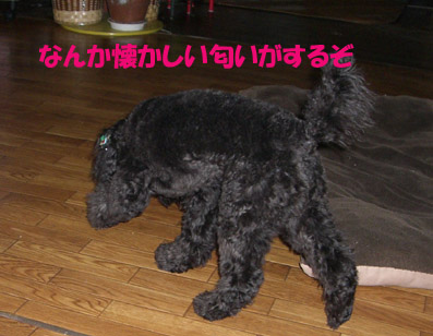 e0013900_10401141.jpg