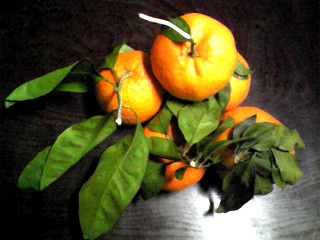 a0101715_1443217.jpg