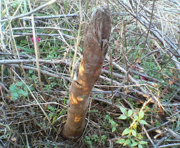 f0036223_1664125.jpg