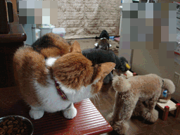 c0136736_2304176.gif
