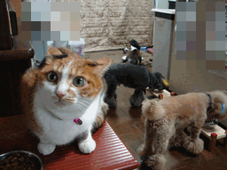 c0136736_2312628.gif