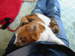 c0136736_23143241.gif