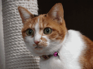 c0136736_2335240.gif