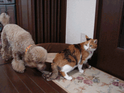 c0136736_2355926.gif