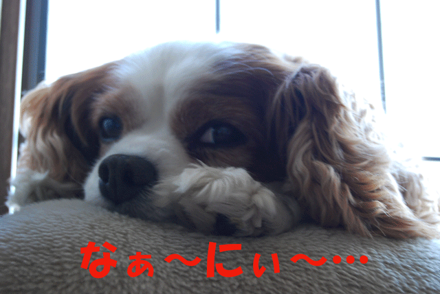 c0136838_21422618.gif