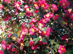 c0141844_163969.jpg