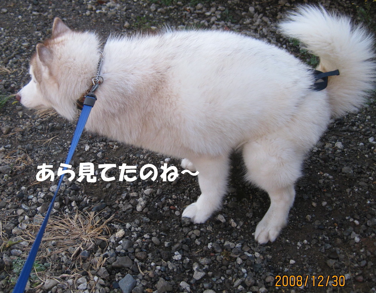 e0121548_21164063.jpg