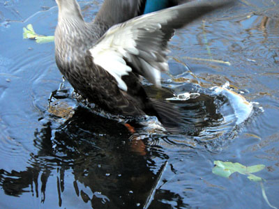 f0086169_842385.jpg