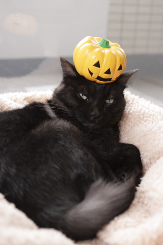 ちょっとずうずうしいヤツ ハロウィン小僧