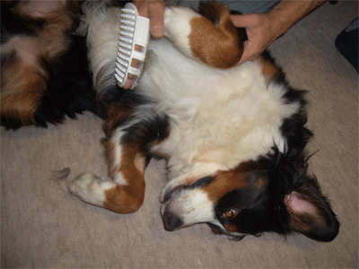 c0143711_21443275.gif