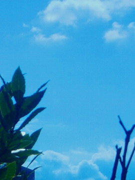 c0056437_13505541.jpg