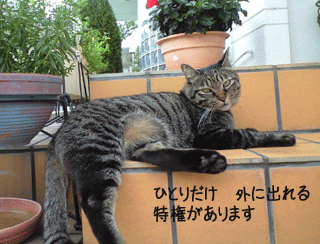 f0116546_085496.gif