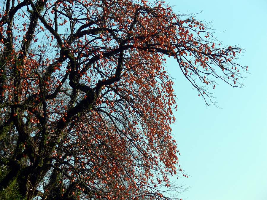 c0059854_10252955.jpg