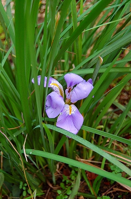e0025655_7232581.jpg
